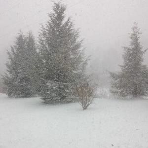 Meet your Posher, Nellie